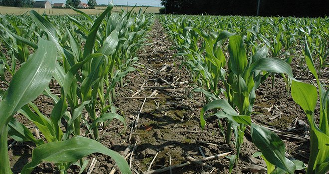 Plus de 80 % des parcelles de maïs fourrage reçoivent une fumure organique : un intérêt économique et environnemental appréciable. Photo : C.Waligora/Pixel Image