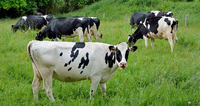Malgré l’augmentation de la production laitière bio en 2018, la demande pourrait ne pas être satisfaite selon la Fnab et Lait Bio de France. Photo : Aquaphoto/Fotolia