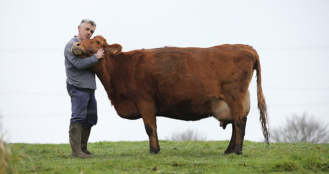 La vache froment du Léon et son éleveur, Stéphane Terlet. Photo : Ceva