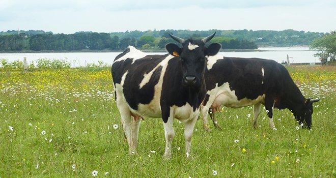 Au moins 163 régions génomiques sont impliquées dans le contrôle génétique de la taille des bovins, mais elles n’expliquent que 14 % de la variabilité de ce caractère. Photo : Jean Boucher