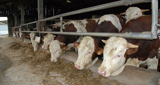 Le recul global de la production de viande bovine en France en 2018 découlera notamment de la baisse des volumes de taurillons abattus. Photo : N. Tiers/Pixel image