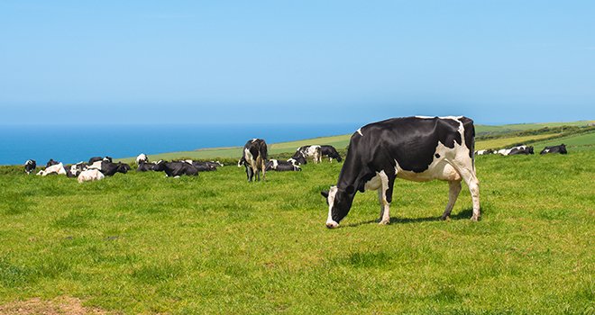 Le projet Dairy-4-Future vise à améliorer la résilience socio-économique et la durabilité des systèmes laitiers de l’Espace Atlantique. Photo : Springfield Gallery