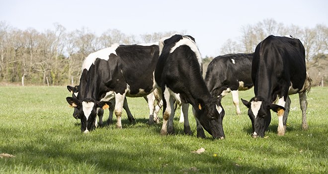 Selon Coface, la filière lait de vache, peu convertie au mode de production bio comparativement à d’autres filières, a enregistré une hausse plus importante des défaillances d’entreprises sur la période 2012-2016. Photo : P. Dubreuil/CNEL