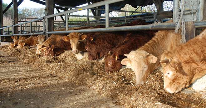 La situation économique des exploitations de viande bovine n'est pas au mieux de sa forme selon les observations effectuées durant 10 ans grâce au réseau Inosys. Photo : DR