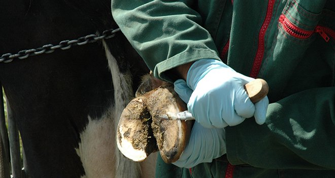 L’objectif du site Internet est d'apporter un maximum d'informations sur les lésions du pied des bovins, pour donner aux éleveurs les moyens d'une meilleure décision et d'une intervention rapide. © N. Tiers/Pixel image