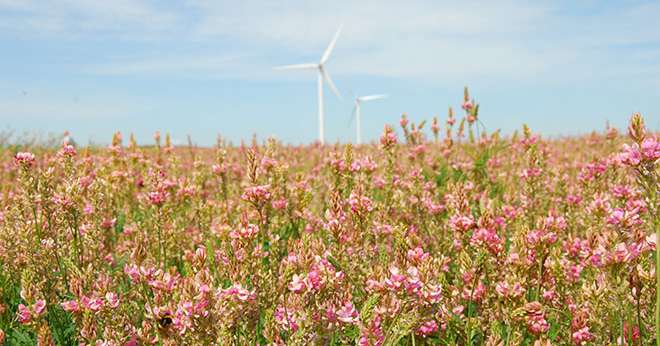 Champ de sainfoin dans l'Aube. Photo : M. Lecourtier/Pixel image