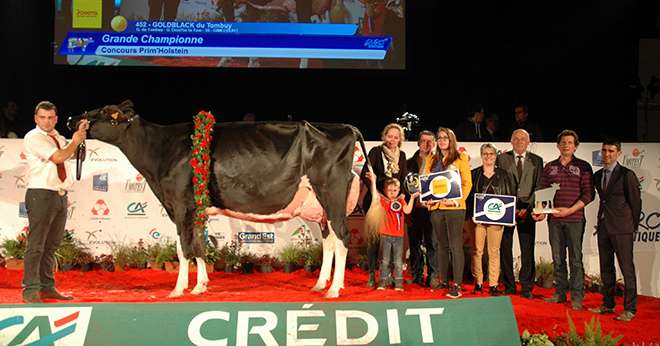 Goldblack du Tombuy (Lauthority x Kite) grande championne de cette édition d'Eurogénétique 2017. Photo : H.Grare/Pixel Image