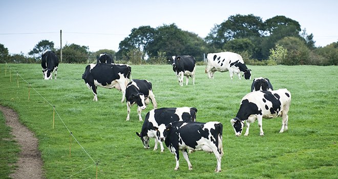 Le site Internet voit le jour dans un contexte de développement inédit de l'agriculture biologique en Bretagne, tout particulièrement en production laitière. Photo : Cniel
