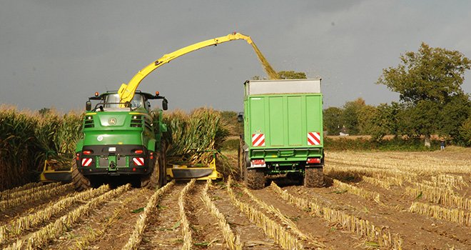Dans certains pays, l'ensilage de maïs brins longs prend de l'ampleur. Photo : N.Tiers/Pixel image