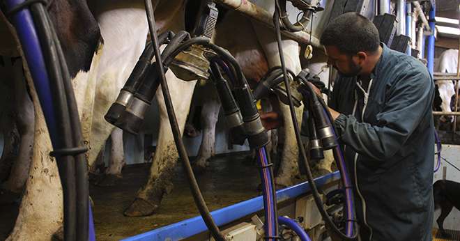 11 300 producteurs ont été indemnisés pour la non-production de 146 000 tonnes de lait. Photo : A.Citron/fotolia