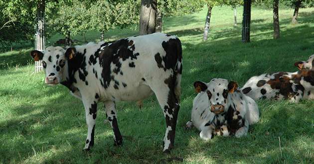 La race normande est la 3e race française avec près de 400 000 femelles. Photo : H. Sauvage/Pixel image
