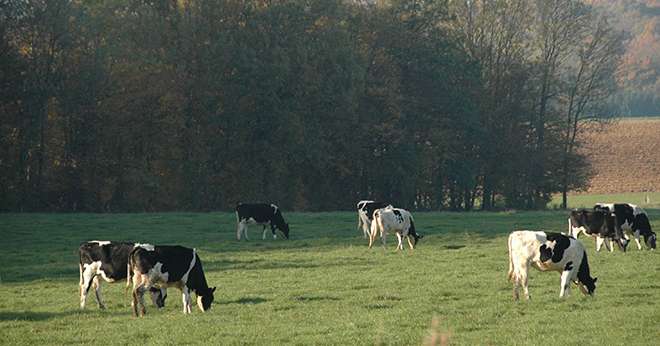 La suppression complète de l’élevage ne permet pas d’atteindrede plus hauts niveaux de service environnementaux. Photo: H. Grare / Pixel Image