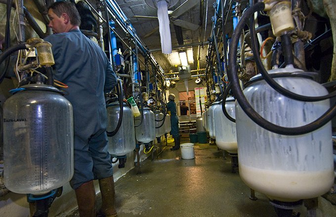 Si le prix du lait standard se redresse en octobre par rapport au mois précédent dans la plupart des bassins laitiers (+0,8%), il reste en retrait de 4,7% par rapport au mois d’octobre 2015. Photo : C. Helsly/CNIEL