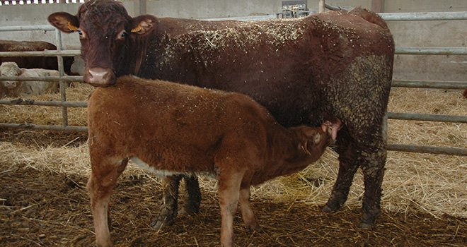 L'observatoire concernera les élevages bovins allaitants et laitiers français. Photo : H. Grare/Pixel Image