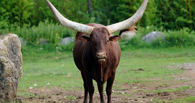 Deux allèles différents sont à l'origine des bovins sans cornes. Photo : hensor