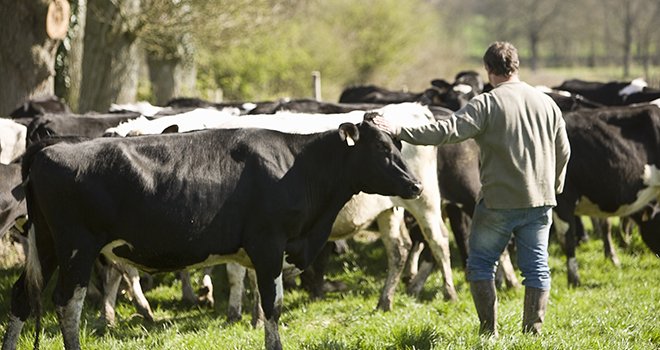 1000 euros seront versés d’ici la fin de l’année à l’ensemble des producteurs de lait en difficulté.  Photo : P. Dureuil/CNIEL