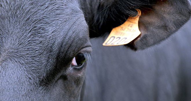 La filière bovine affiche une baisse de 9,5 % de l’exposition de ces animaux aux antibiotiques. Photo : DR