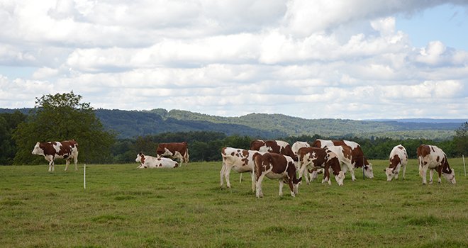 Plusieurs anomalies sont surveillées dans différentes races de bovins dont la montbéliarde. Photo : M. Gagneux/pixel image