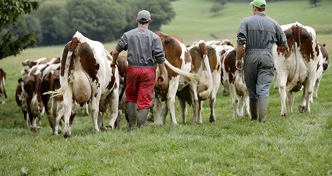 En 2016, la baisse du revenu courant avant impôt des exploitations de polyculture-élevage laitier pourrait atteindre 26 000 €/UMO exploitant, pour devenir négatif. Photo : P. Dubreuil, Cniel