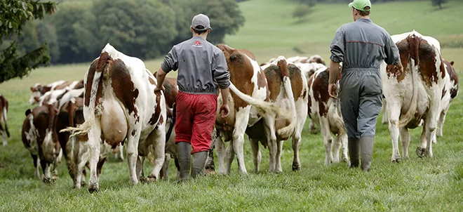 Le revenu des éleveurs laitiers en forte chute 