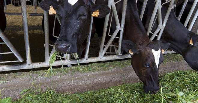 « Si les animaux sont bien nourris, l’homme se portera mieux ». Photo: L.Theeten/Pixel Image