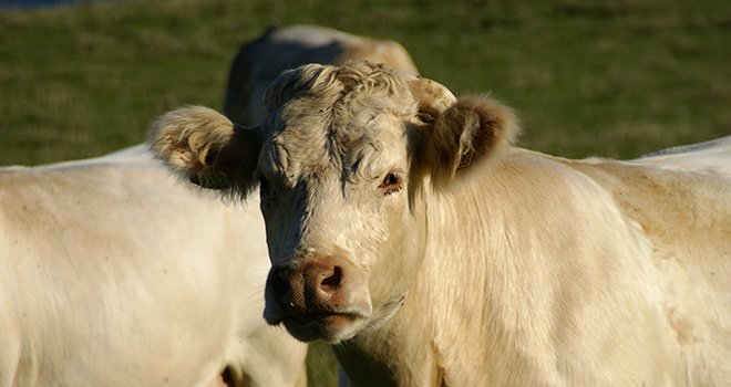 Les activités élevage du groupe coopératif Axéréal seront regroupées sous la bannière Axéréal Élevage. Photo : Axéréal