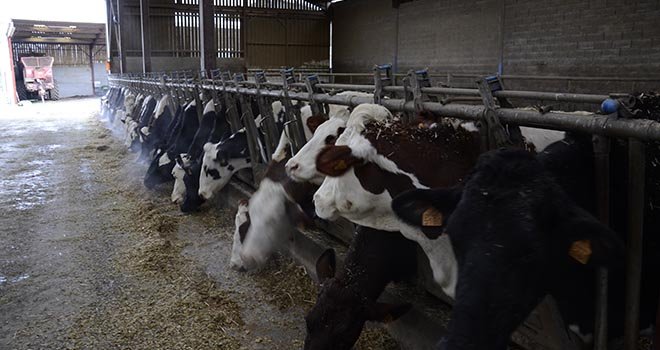 L'index "Acétonémie" a un intérêt économique pour les éleveurs. Photo: A.Cotens/Pixel image