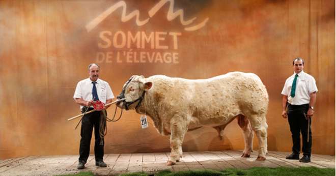 22 races bovines seront présentées soit 1300 bovins, dont 430 charolaises pour le concours national. Photo: Sommet de l'élevage