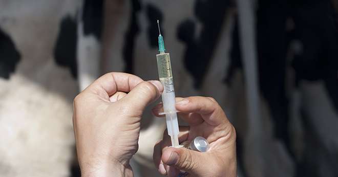 Traiter les mammites avec des antibiotiques et un anti-inflammatoire diminuerait les problèmes de fertilité. Photo : Ellisia/Fotolia