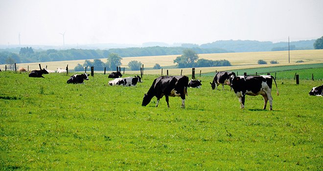 L'image des vaches qui pâturent est appréciée des consommateurs. Photo : A.Cotens/Pixel image