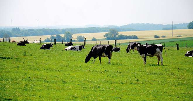L'image des vaches qui pâturent est appréciée des consommateurs. Photo : A.Cotens/Pixel image