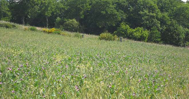 Le méteil est un mélange de légumineuses et de céréales récolté en grain ou en fourrage. Photo : Thibaut Polette/chambre d'agriculture de Loire