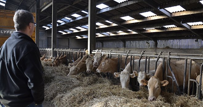 Chez les bovins viande, le prix entrée abattoir est en baisse depuis 2014. Photo : A.Cotens/Pixel image