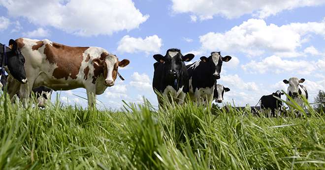 La composition en acides gras de la matière grasse du lait dépend de différents facteurs dont l’alimentation. © A.Cotens/Pixel image