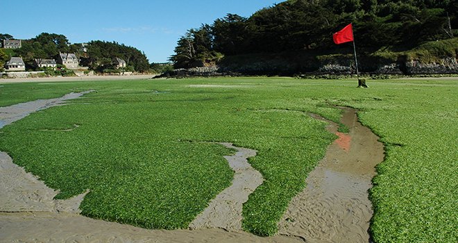 Et si les algues venaient soigner les élevages. Ici des algues vertes échouées sur une plage. Photo : DR