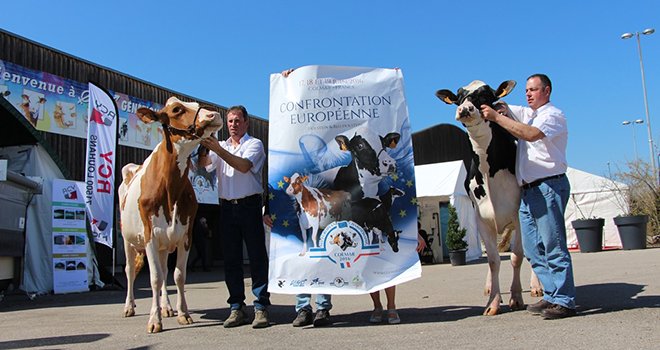 Organisée par Prim'Holstein France, l'association Eurogénétique et le Club Holstein 68, la Confrontation européenne se déroulera à Colmar, du 17 au 19 juin 2016. Photo : Prim'Holstein France.