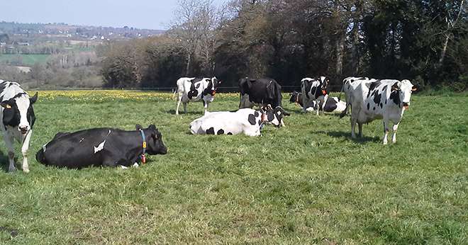 Le rebond de production de viande bovine en France découlera surtout d'un afflux de femelles laitières. Photo : DR