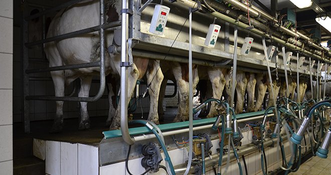 Les glycoprotéines associées à la gestation sont détectables dans le lait d’une vache pleine près de 30 jours après l’IA. Photo : M.Ballan/Pixel image