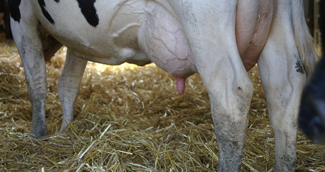 Une lactation réussie repose sur une bonne gestion de la période de transition de 90 jours. © A. Lavoisier/Pixel image
