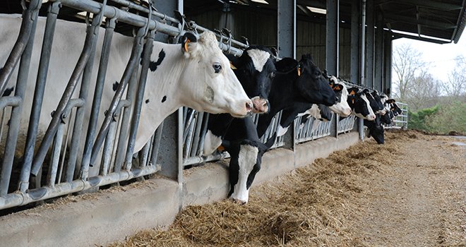 Les vaches ayant reçu la ration complexe ont moins ingéré et donc moins produit de lait, conséquence probable d’un encombrement supérieur de la ration complexe et donc d’un apport énergétique quotidien moindre. Photo : N.Tiers/Pixel Image