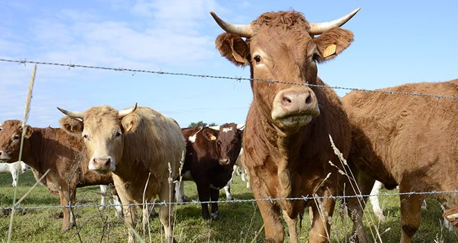 Les 4 pays partenaires sont représentatifs de la production de viande bovine des secteurs laitiers et allaitants. Photo: A. Cotens/Pixel image