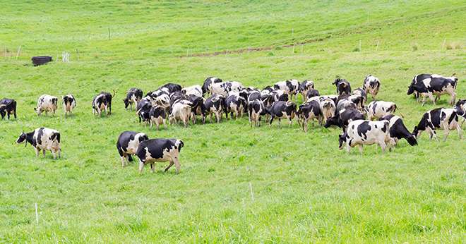 La hausse de production de gros bovins en France au premier semestre 2016 découlera notamment d'une progression des abattages de vaches. © Unclesam/Fotolia