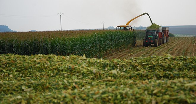 Ensilage de maïs à proximité du silo. Photo: M. Lecourtier/Pixel Image