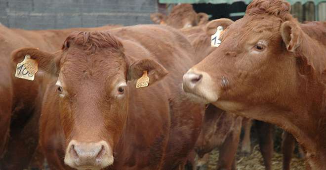 Le nombre d'adhérents au Herd-book limousin est en recul mais le nombre de vaches cotisantes se maintient. Photo : H.Grare/Pixel Image