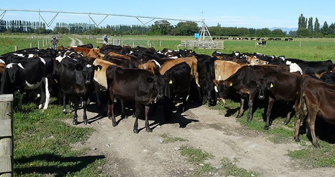 Les prix du lait sont faibles en Nouvelle-Zélande et devraient entrer dans une phase de redressement dans de nombreuses régions ces prochains mois. Photo : Thomas Launois-Fotolia