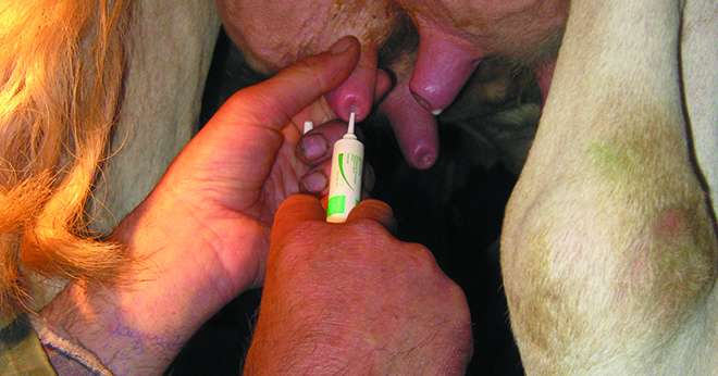 En permettant de se passer d'antibiotiques dans 2 ou 3 quartiers non infectés, Bioteck lait est un levier important de réduction des antibiotiques. Photo : A. Barbier/Vetel.