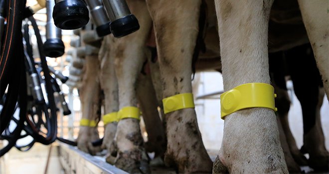 Lors du contrôle de performances laitières, Reymilk permet de tracer l’ensemble des process depuis le repérage des vaches jusqu’au gravage des informations sur l’échantillon à destination du laboratoire. Photo : BCEL Ouest