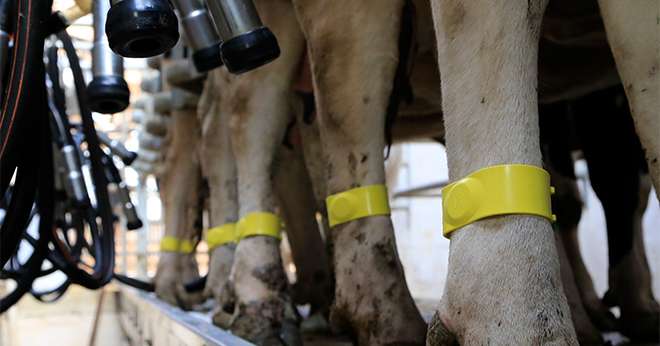 Lors du contrôle de performances laitières, Reymilk permet de tracer l’ensemble des process depuis le repérage des vaches jusqu’au gravage des informations sur l’échantillon à destination du laboratoire. Photo : BCEL Ouest