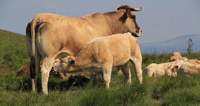 55 % des bovins commercialisés par Celia sont issus de mère aubrac. Photo : Jacky Jeannet/Fotolia