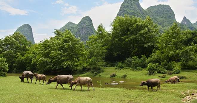 75 % de la hausse de production de lait d'ici 2024 devrait provenir des pays en développement, notamment des pays asiatiques. Photo : DR.